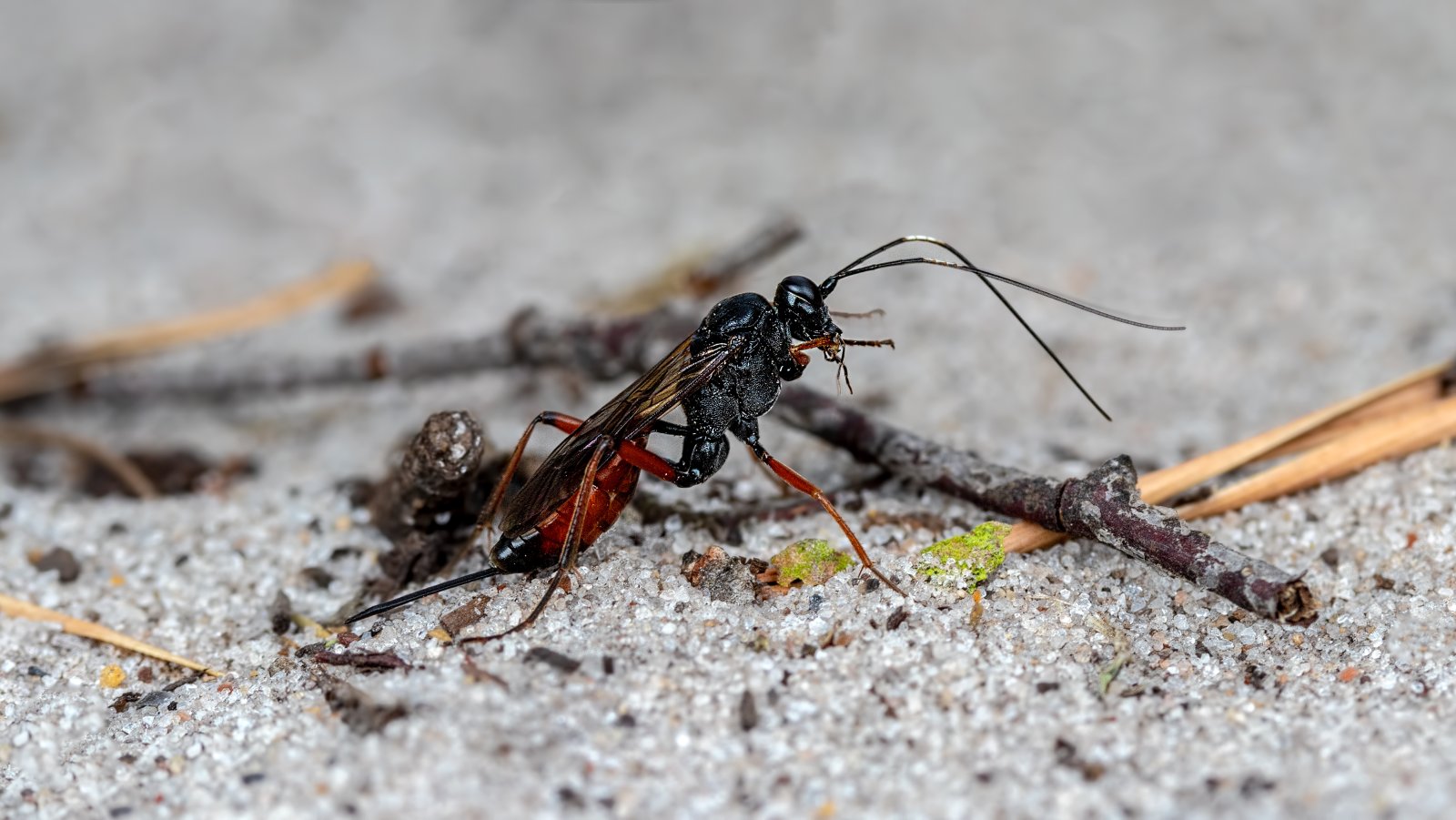 Macro & Insects