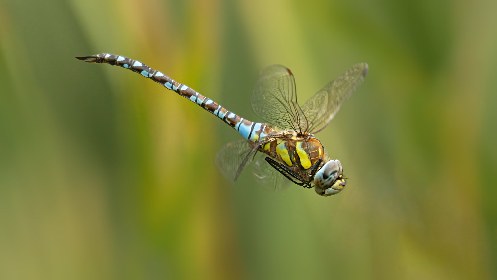 Macro & Insects