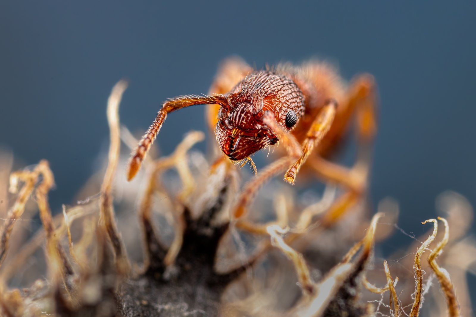 Macro & Insects