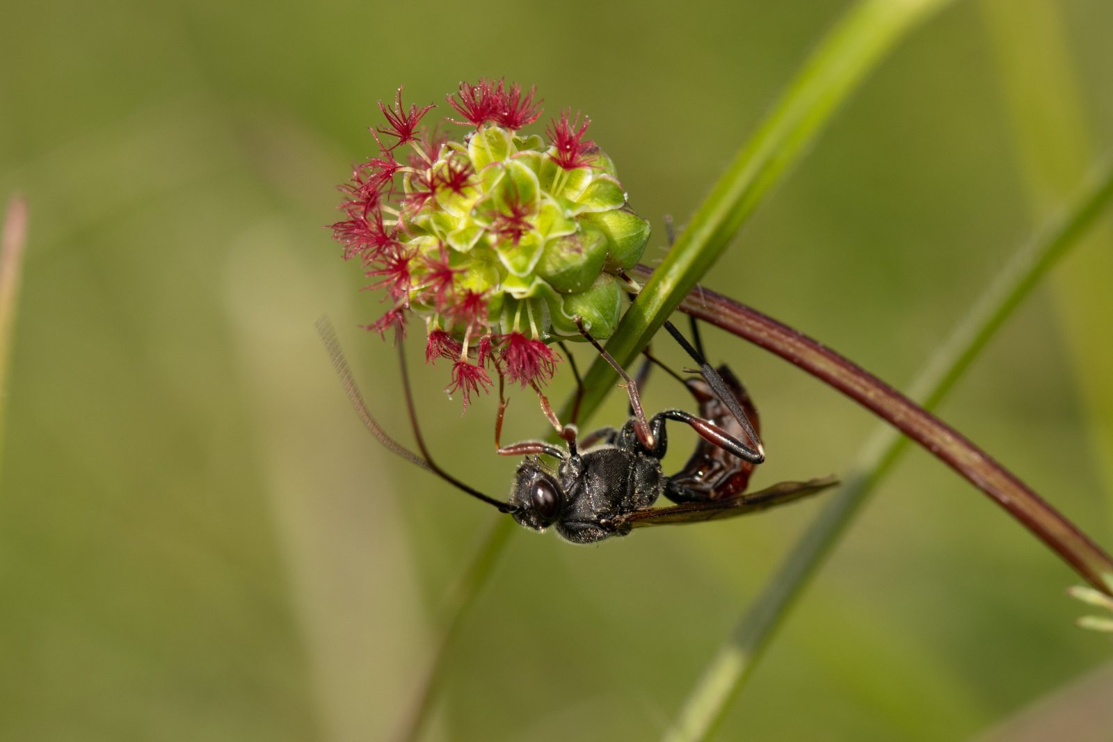 Macro & Insects