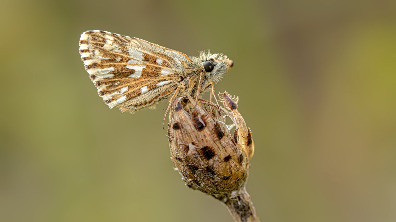 Macro & Insects