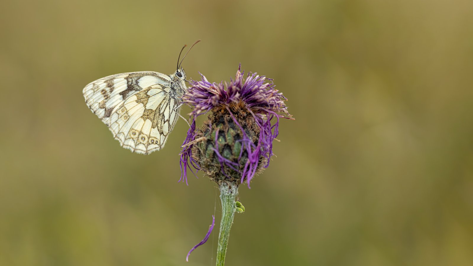 Macro & Insects