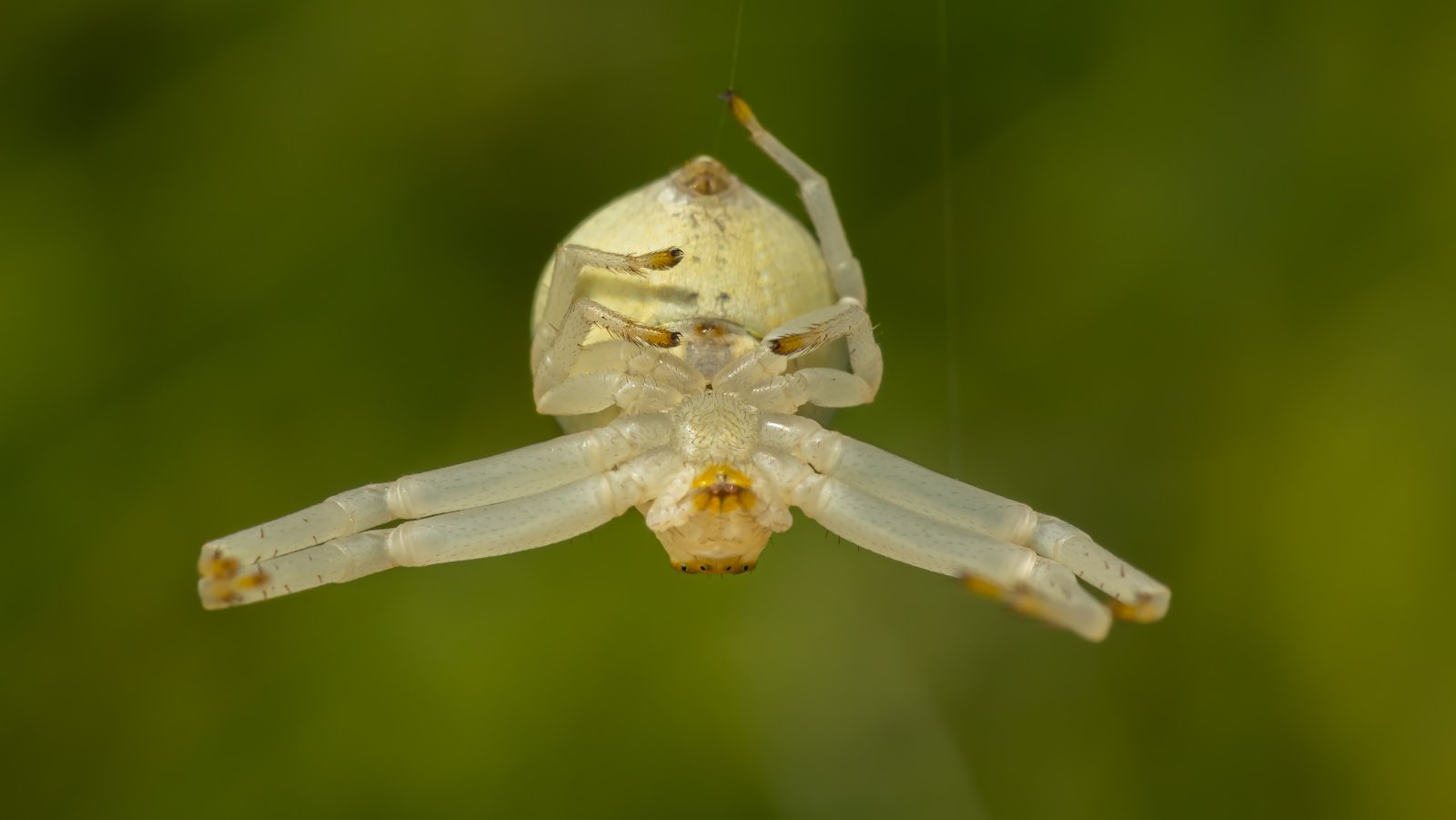 Macro & Insects