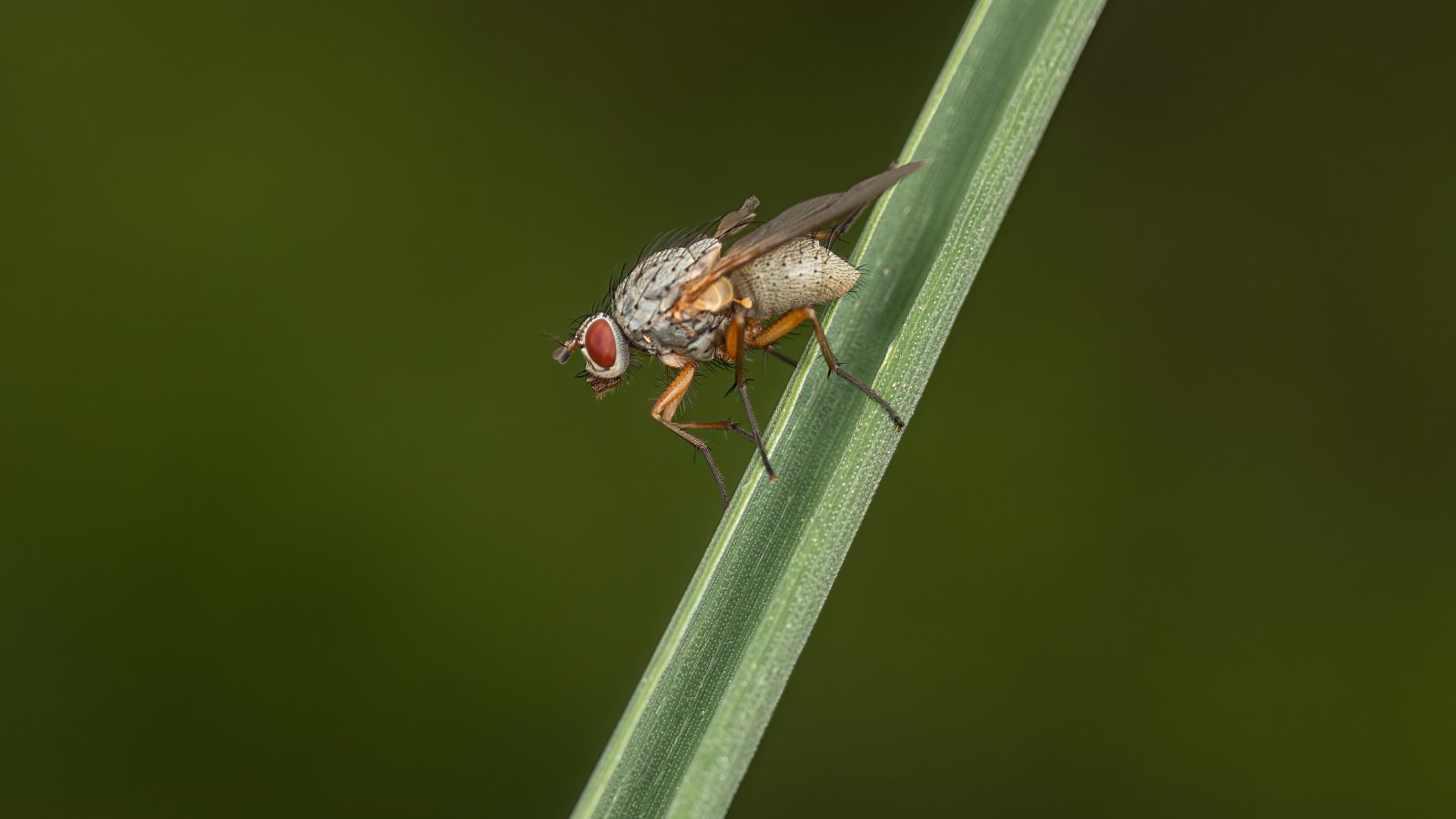 Macro & Insects