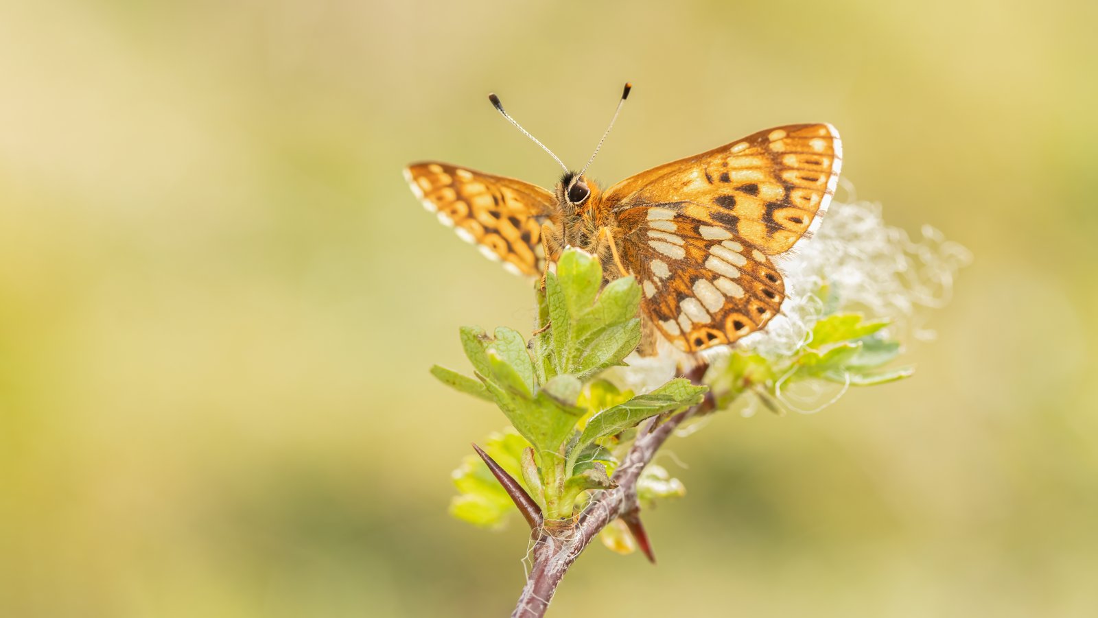 Macro & Insects