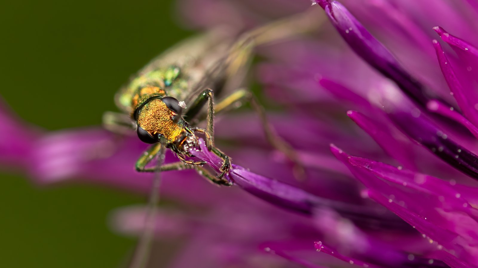 Macro & Insects