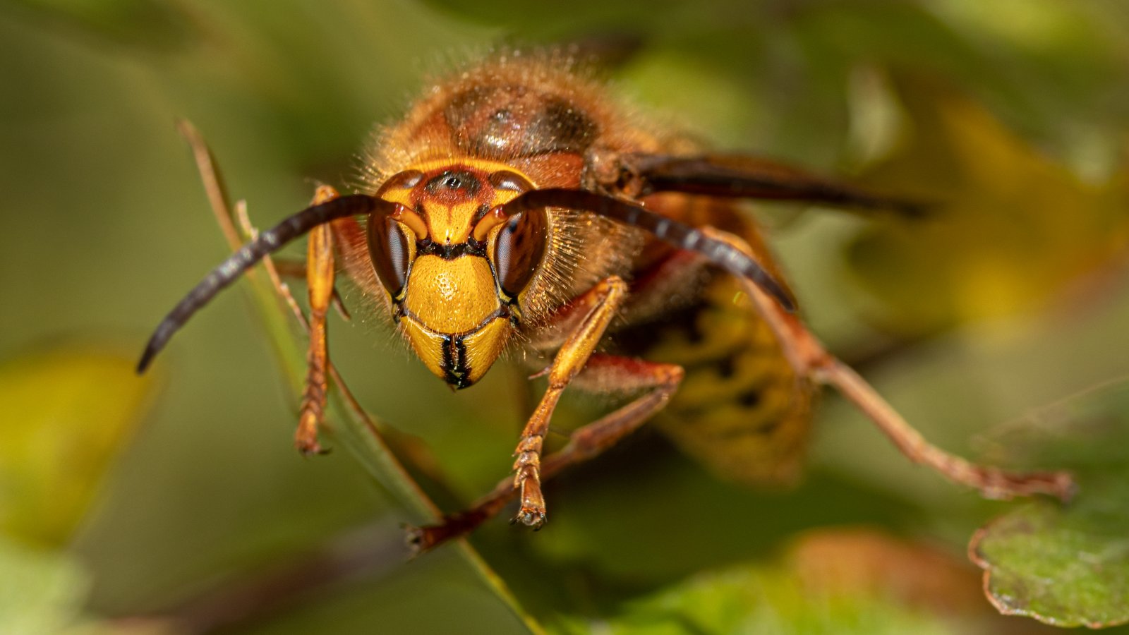 Macro & Insects