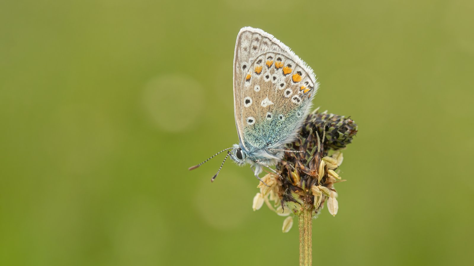 Macro & Insects