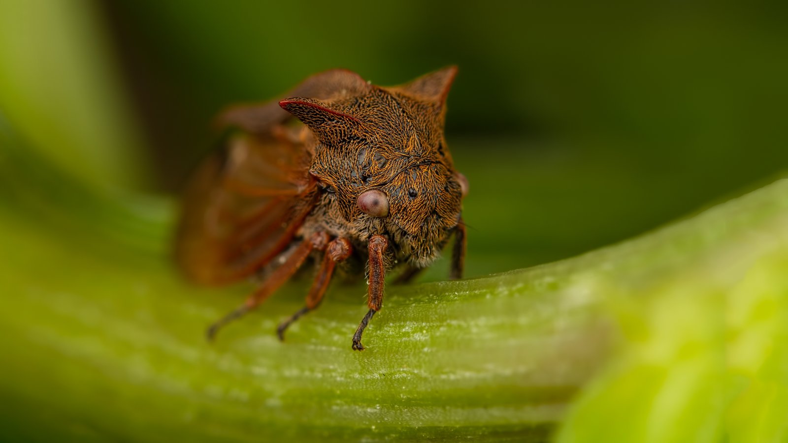 Macro & Insects