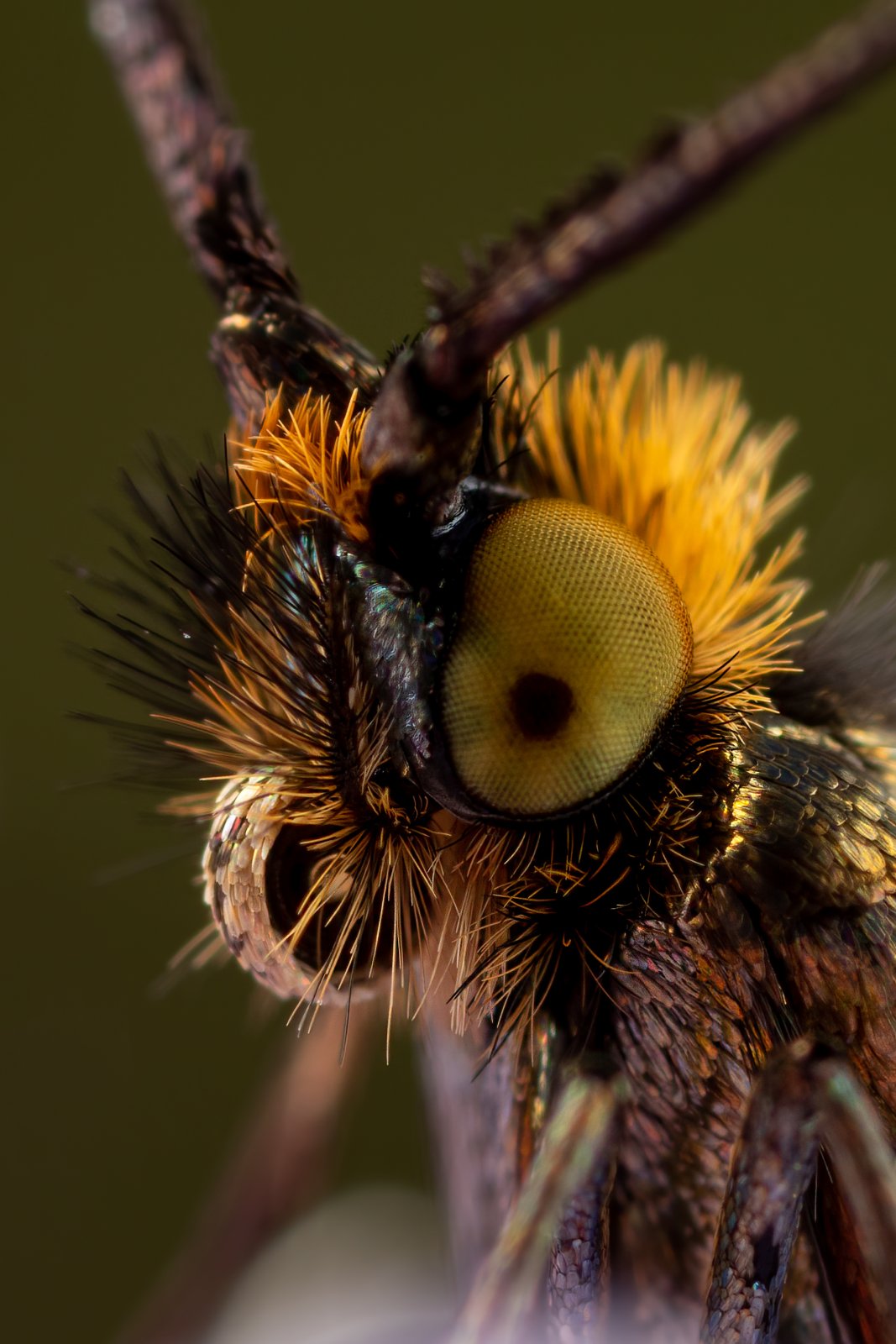 Macro & Insects