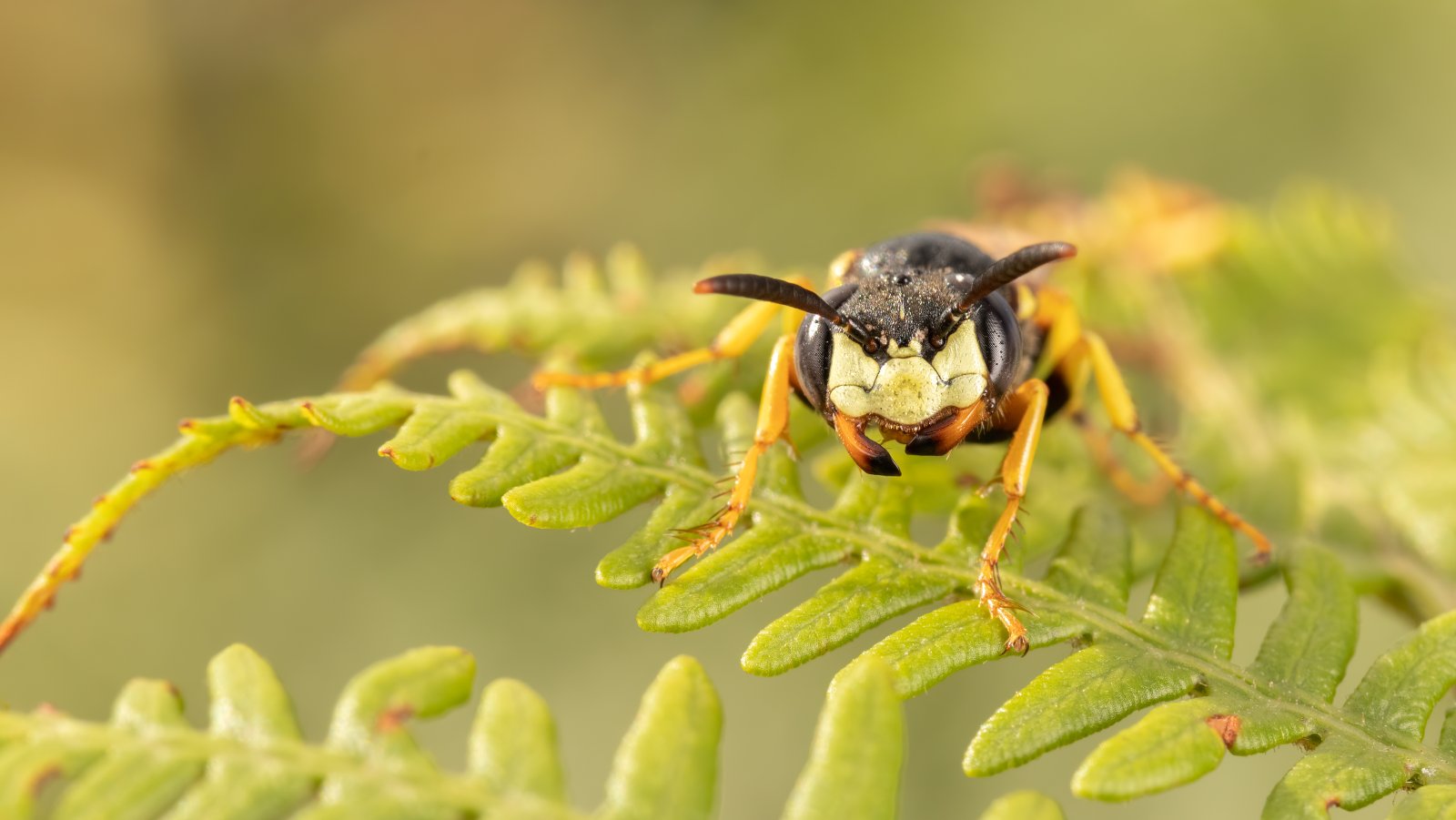 Macro & Insects