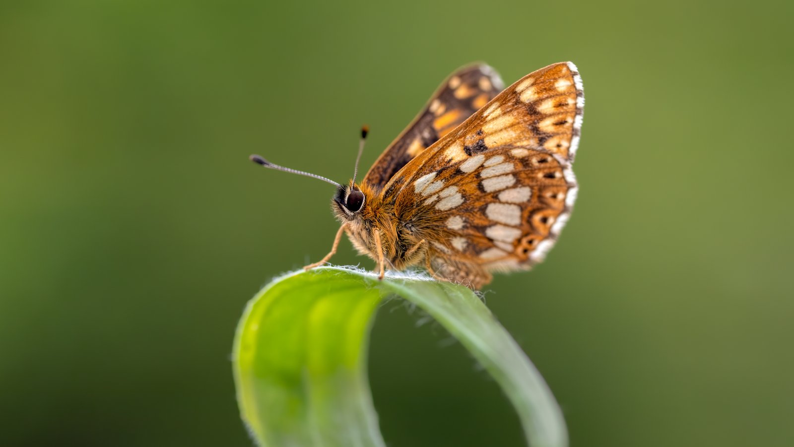 Macro & Insects