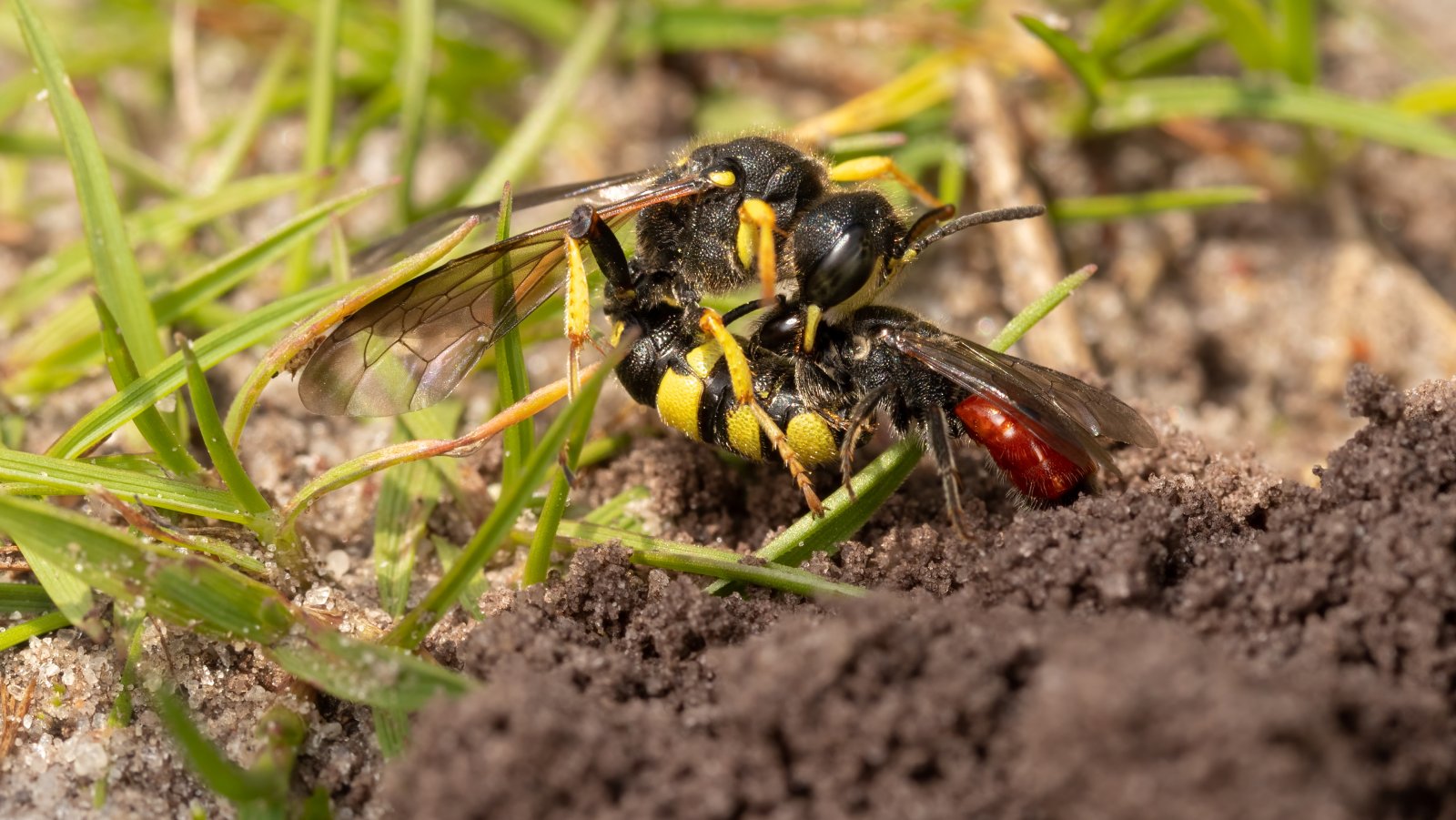 Macro & Insects