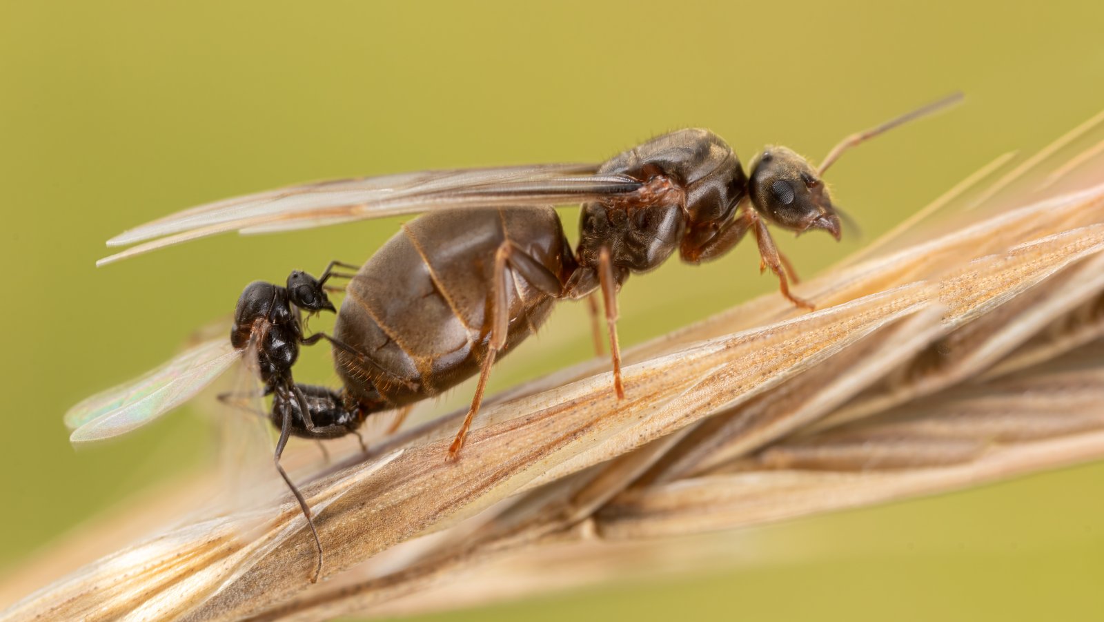 Macro & Insects