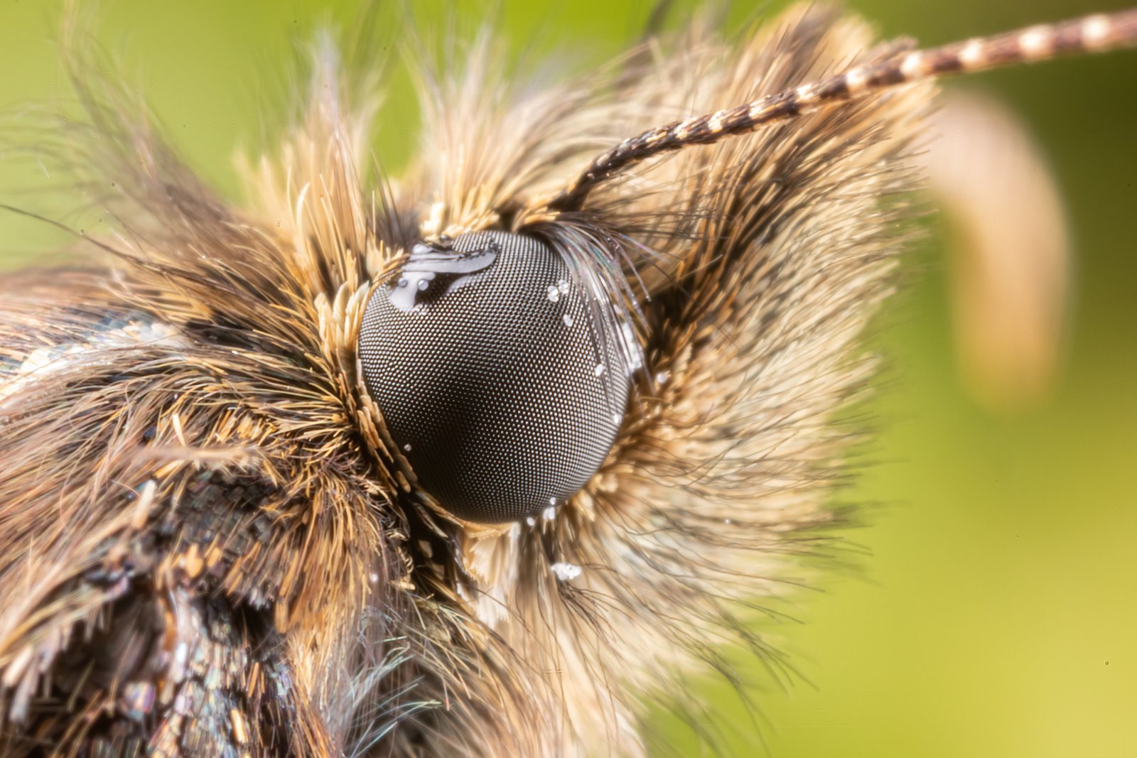 Macro & Insects