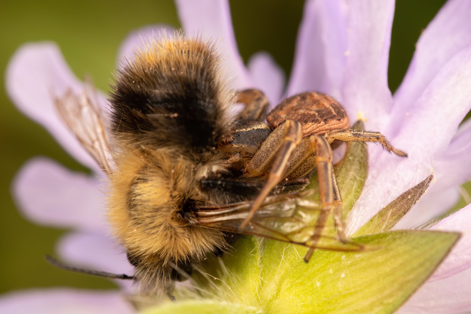 Macro & Insects