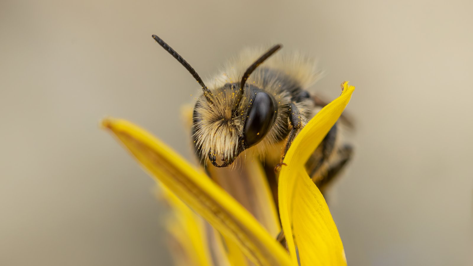 Macro & Insects