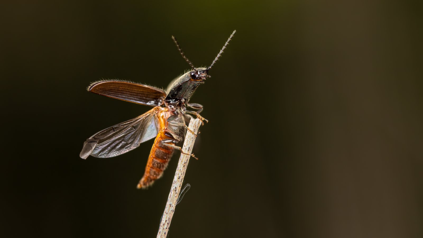 Macro & Insects