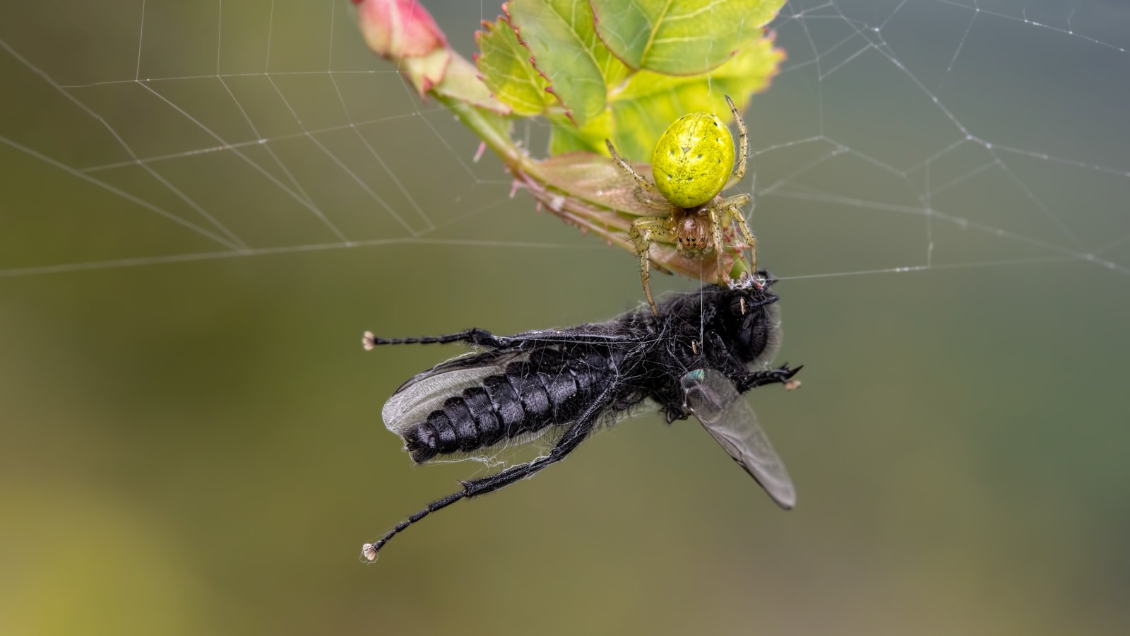 Macro & Insects