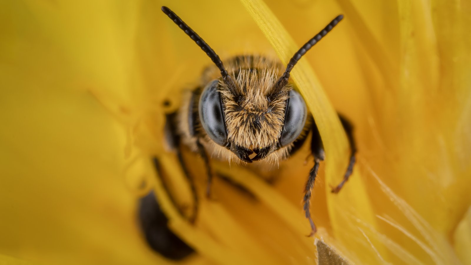 Macro & Insects