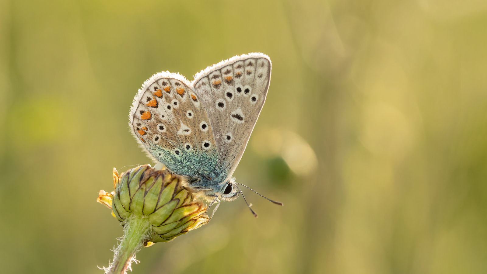 Macro & Insects