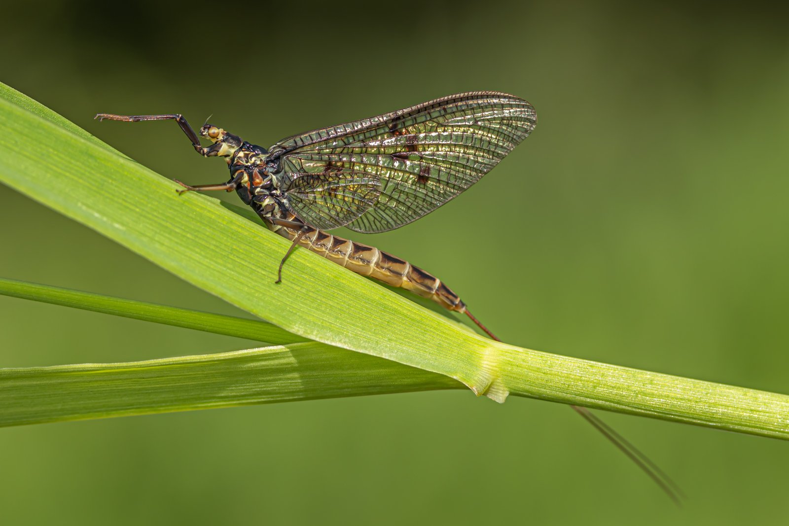 Macro & Insects