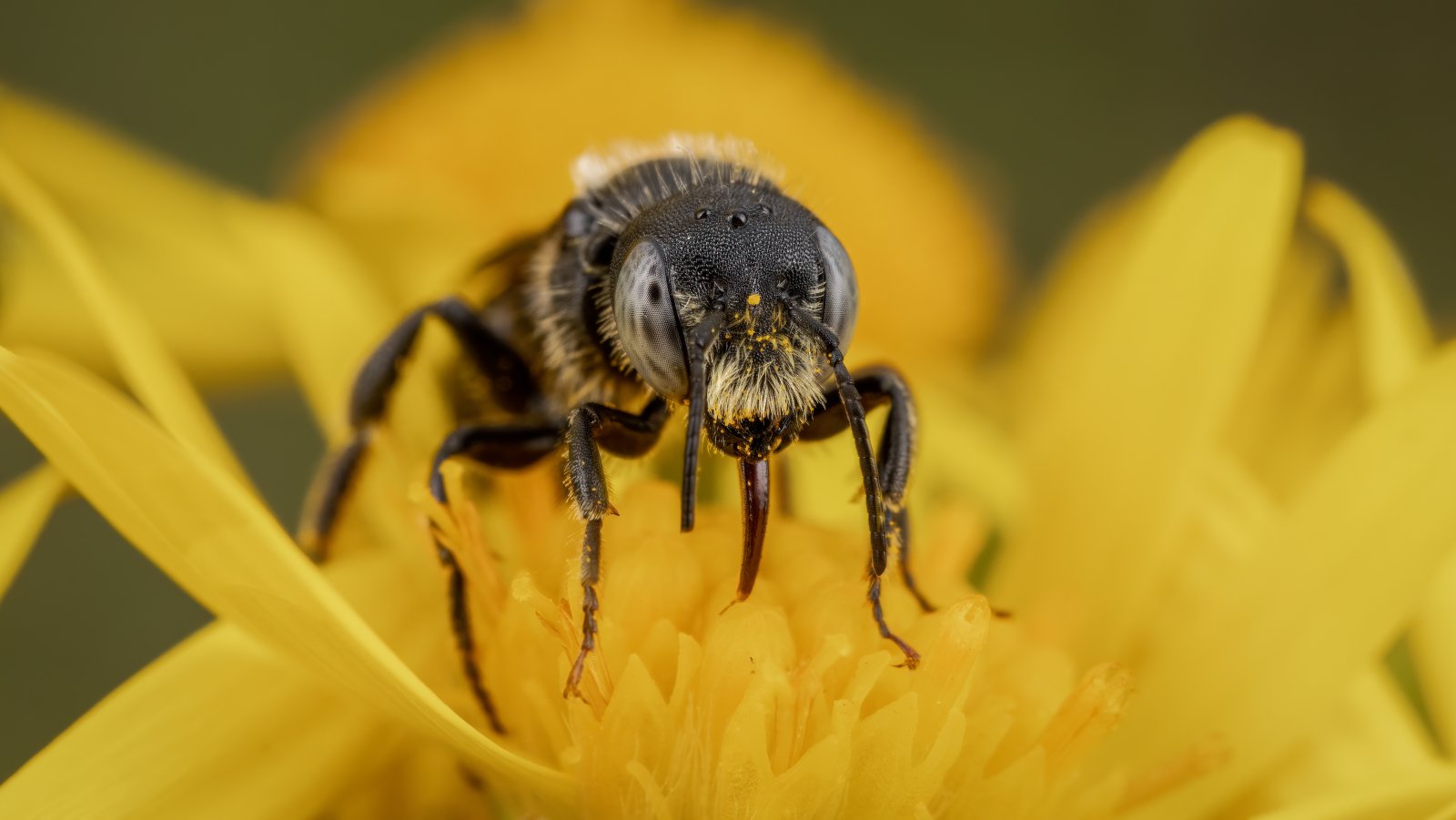 Macro & Insects