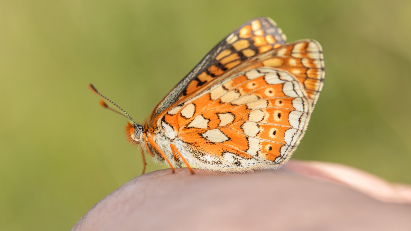 Macro & Insects