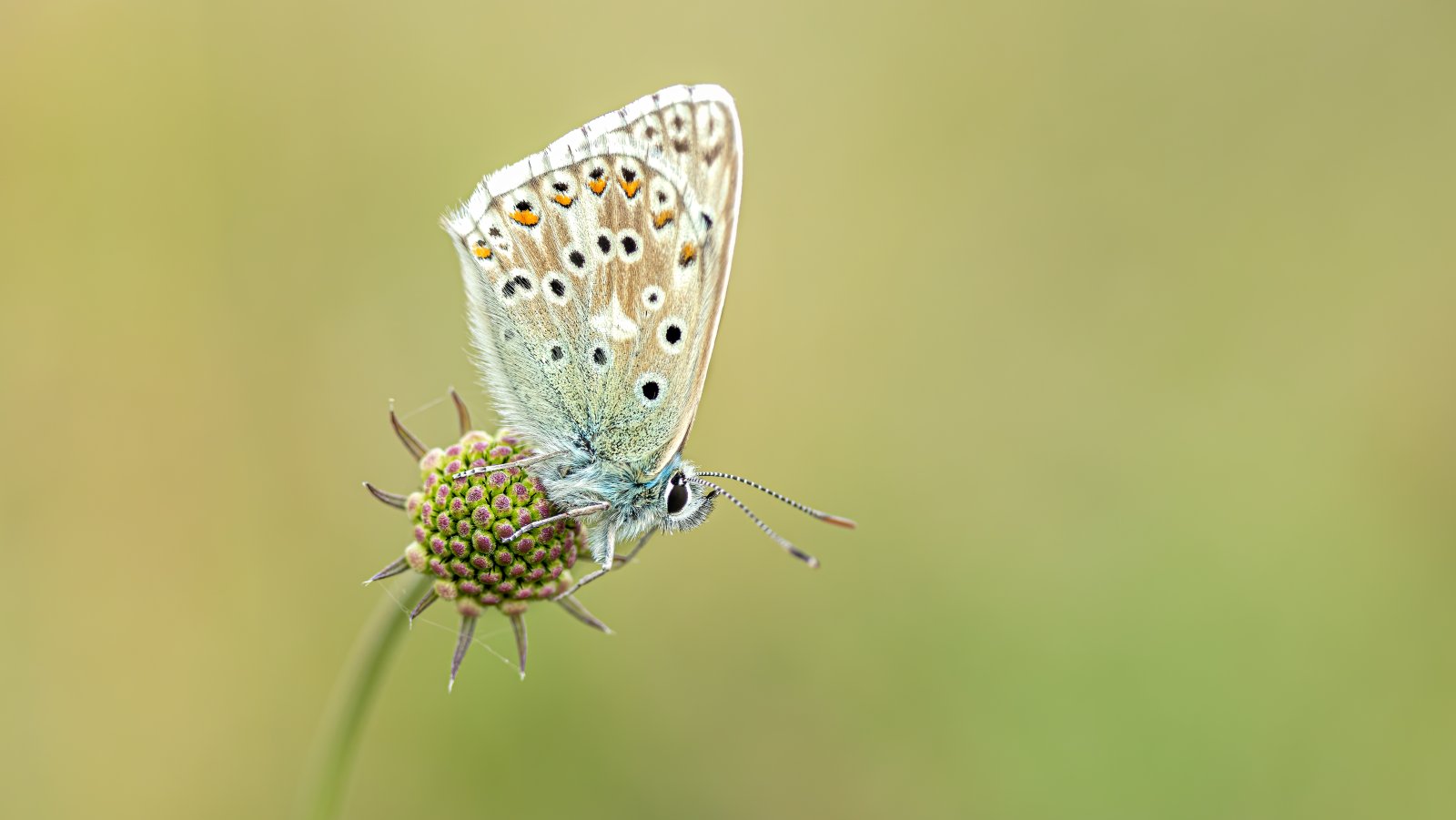 Macro & Insects