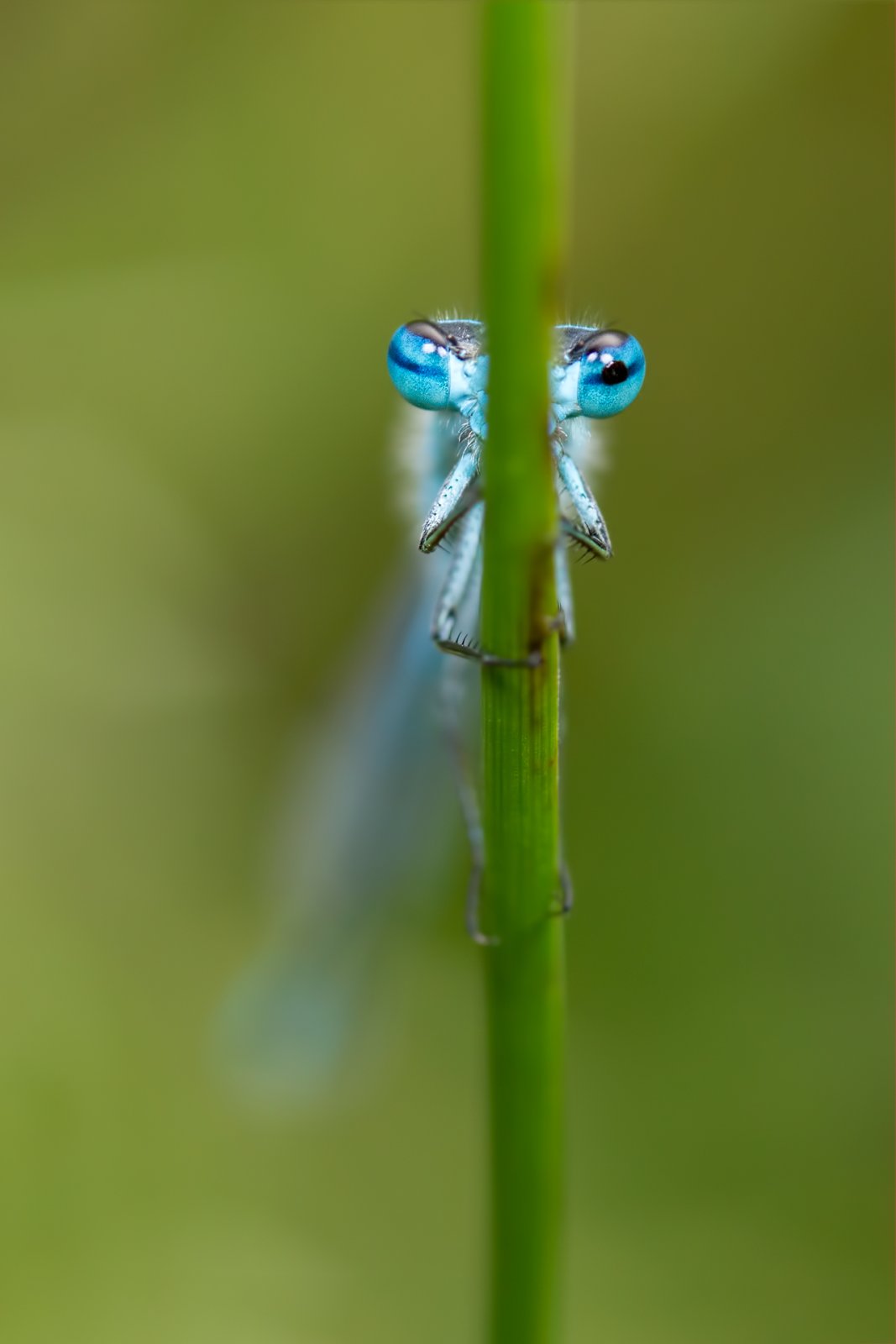 Macro & Insects