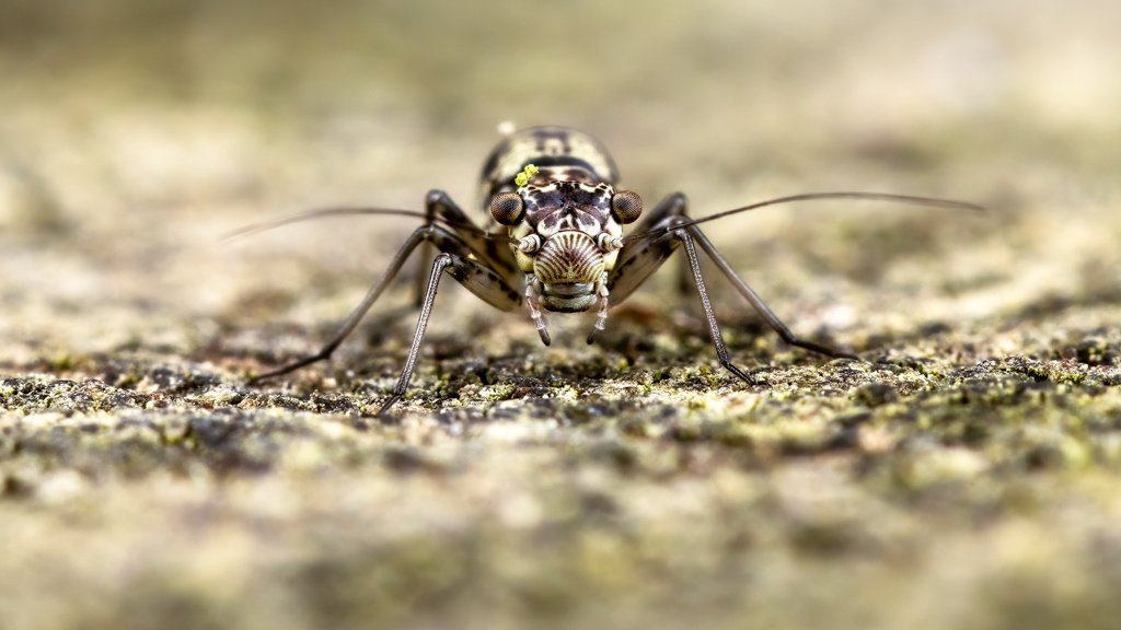 Macro & Insects