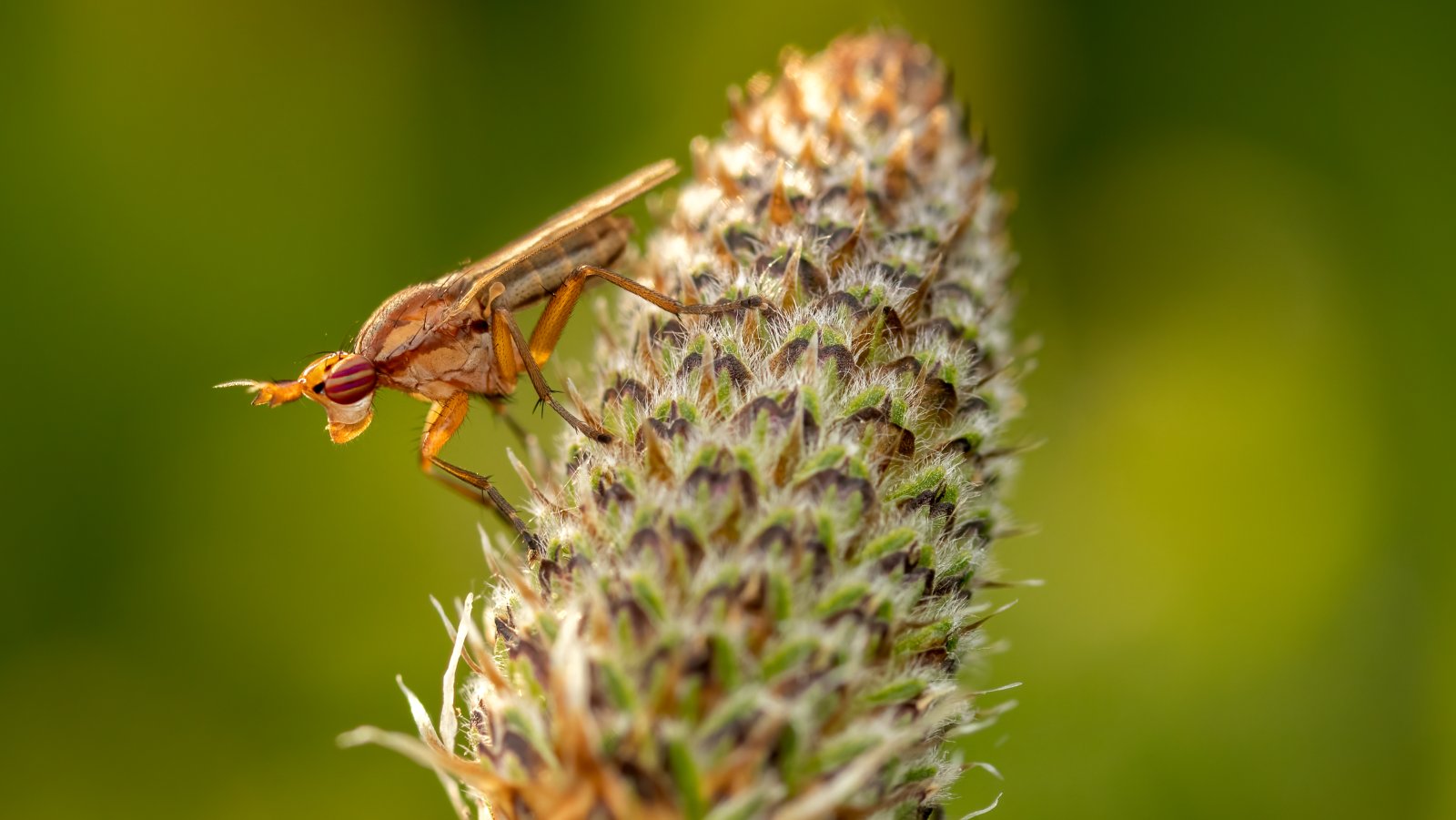 Macro & Insects