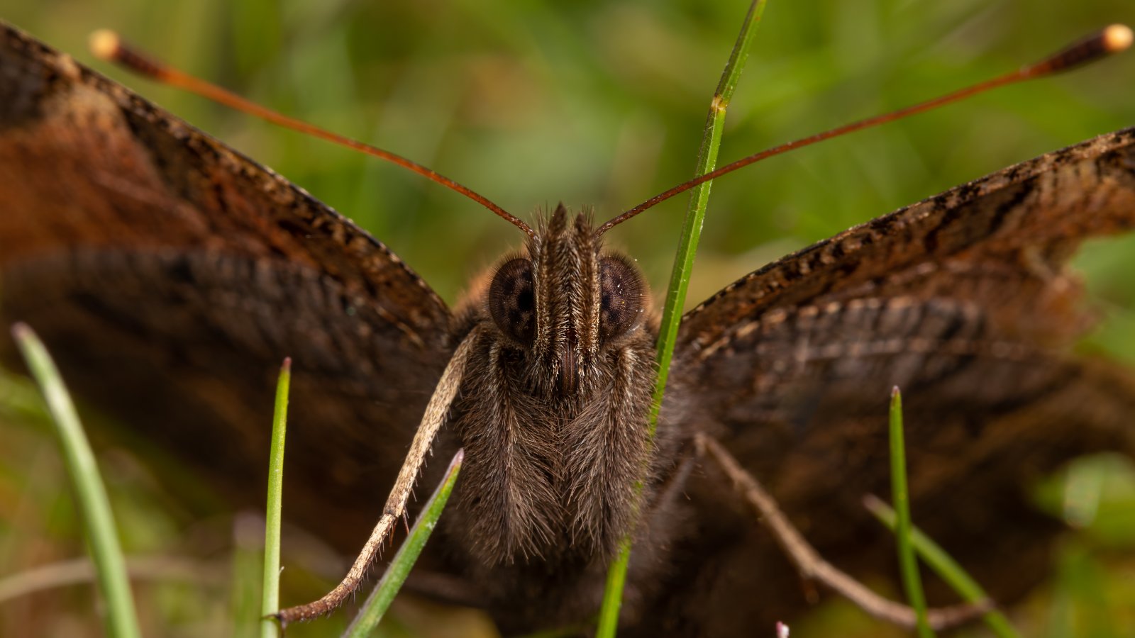 Macro & Insects