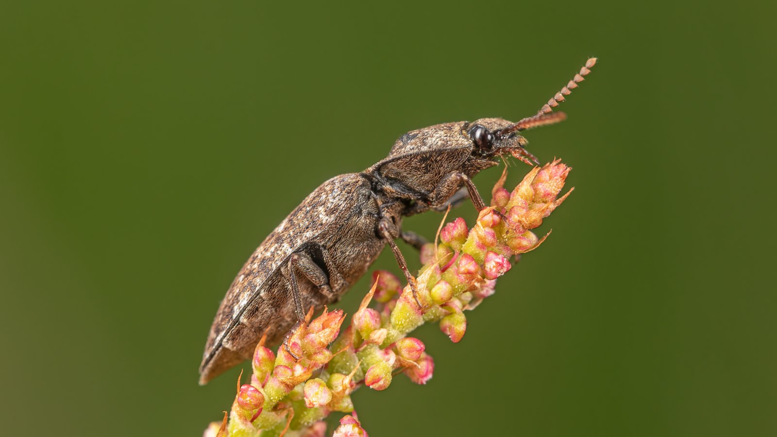 Macro & Insects