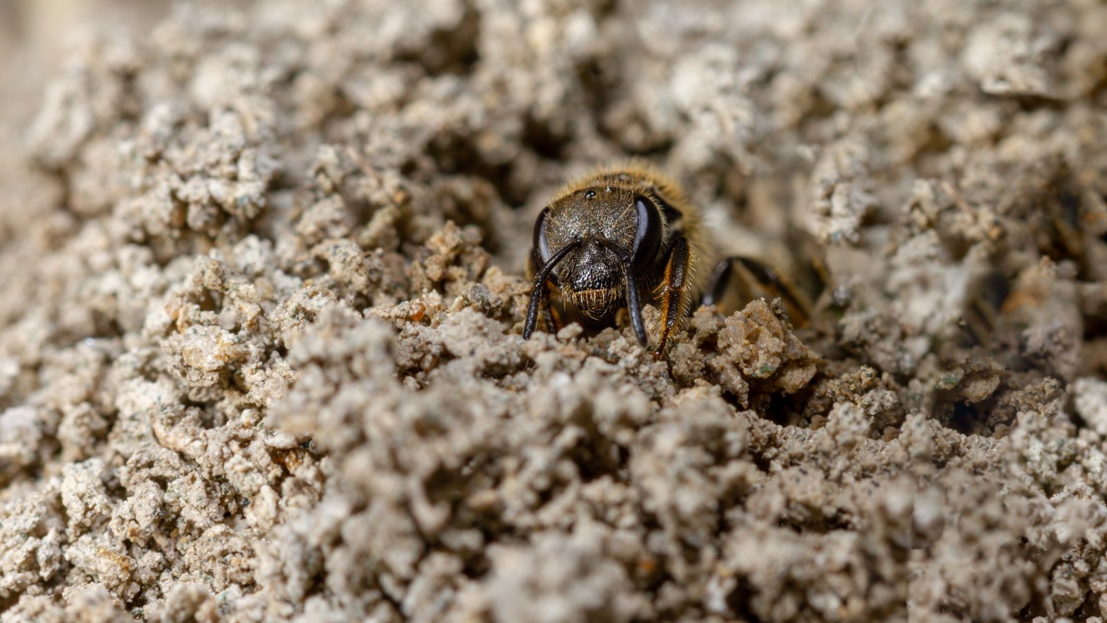 Macro & Insects