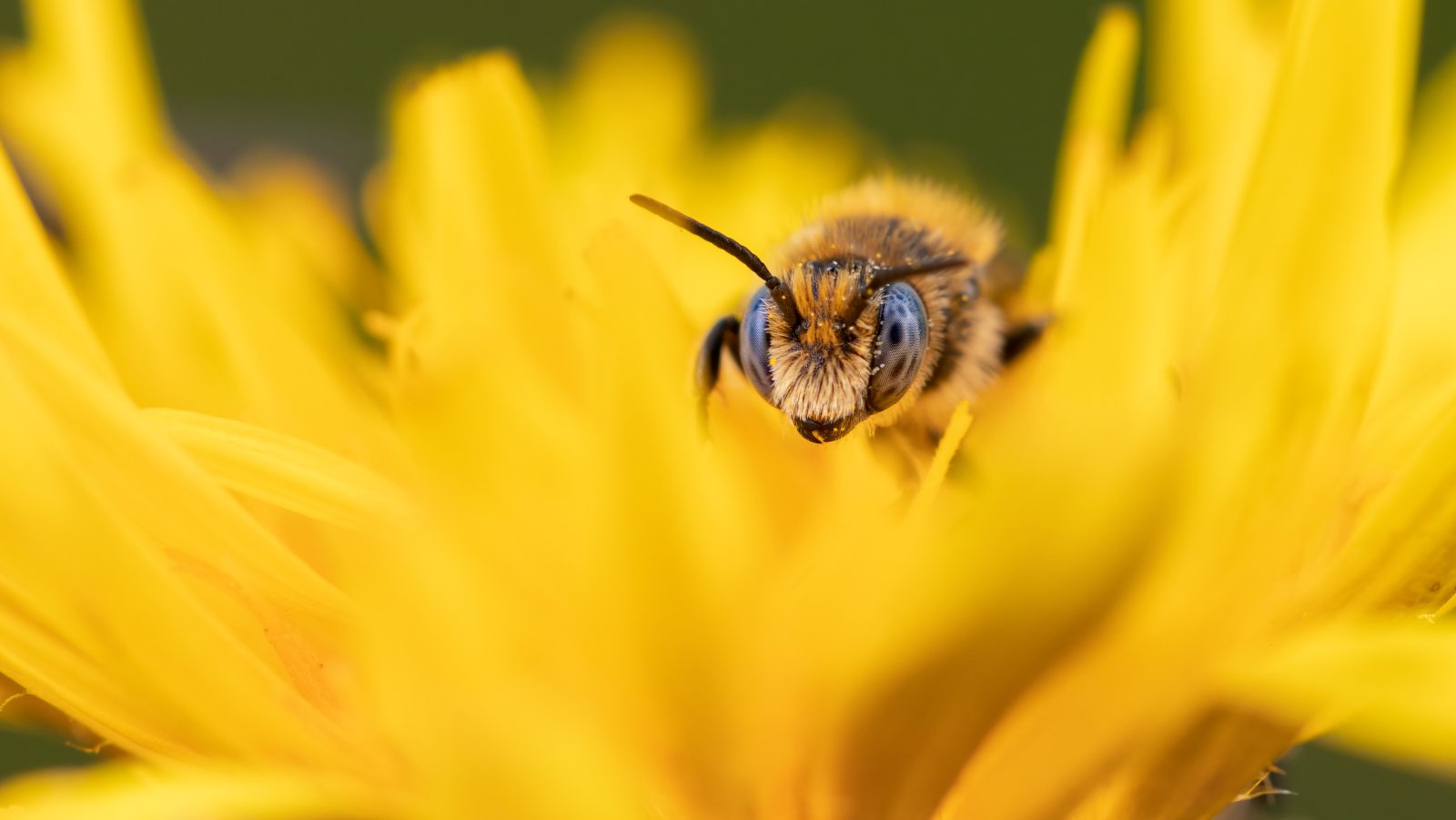 Macro & Insects