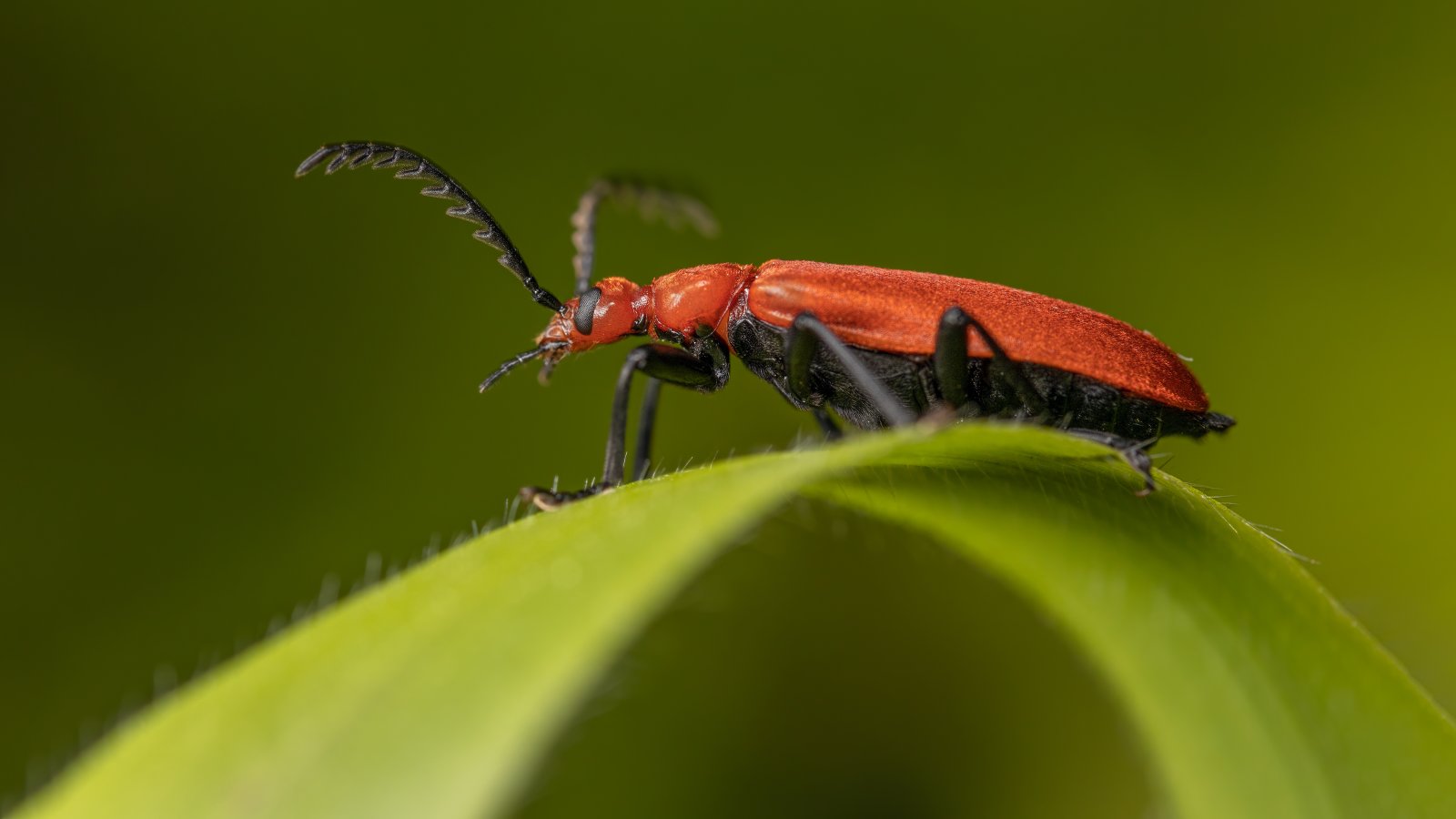 Macro & Insects