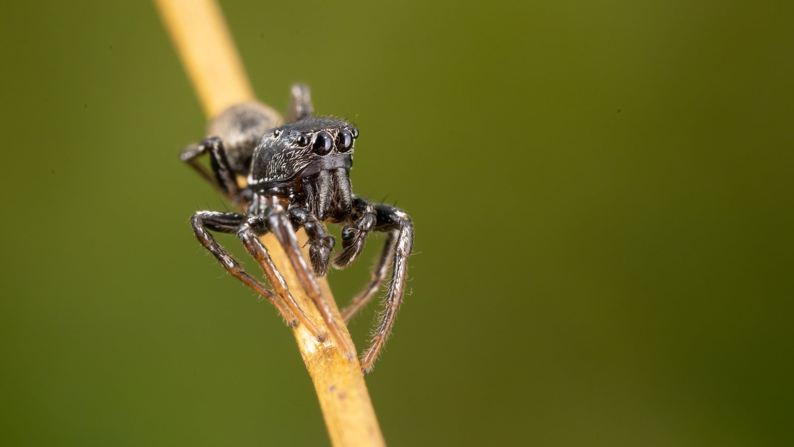 Macro & Insects