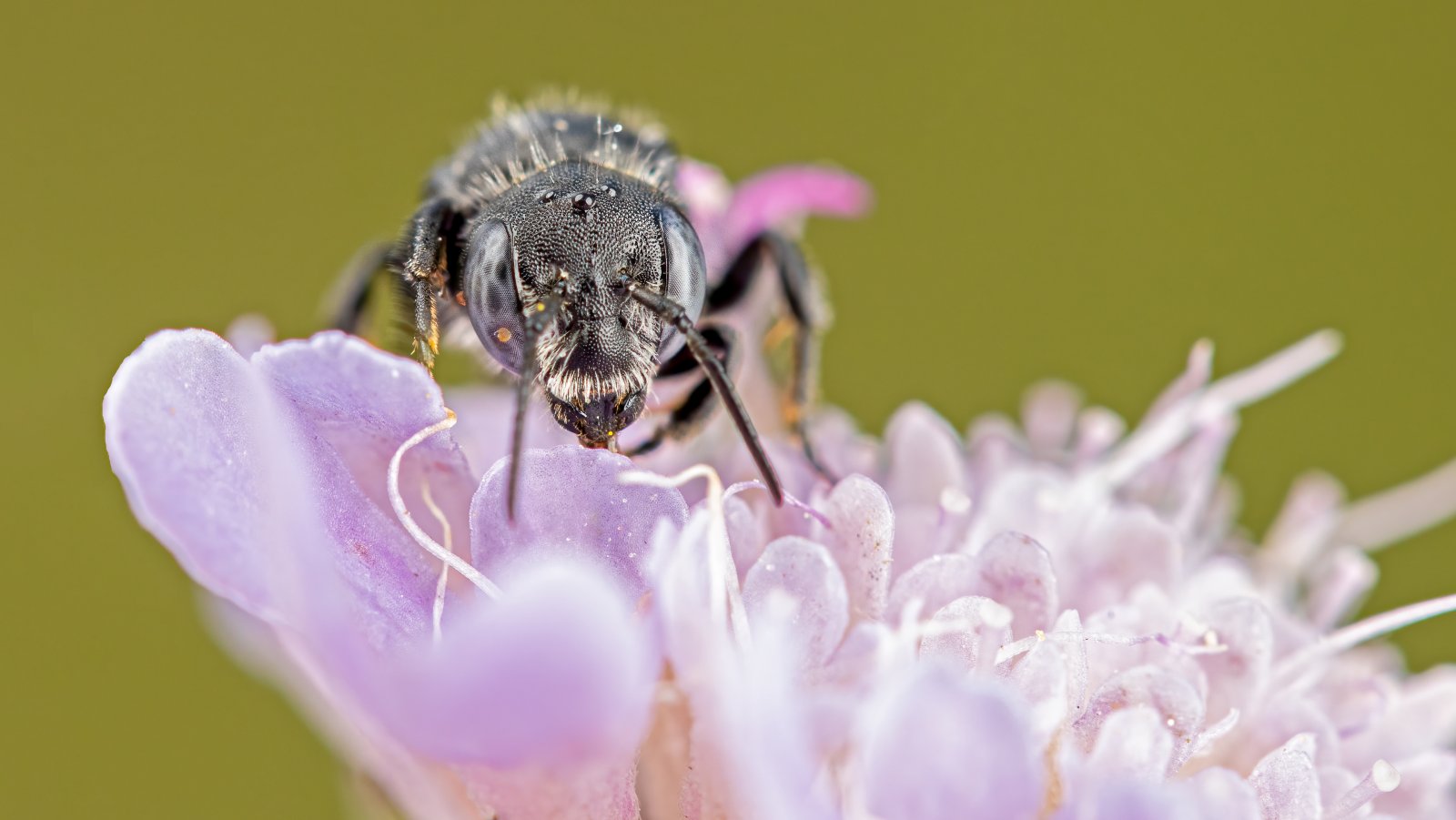 Macro & Insects