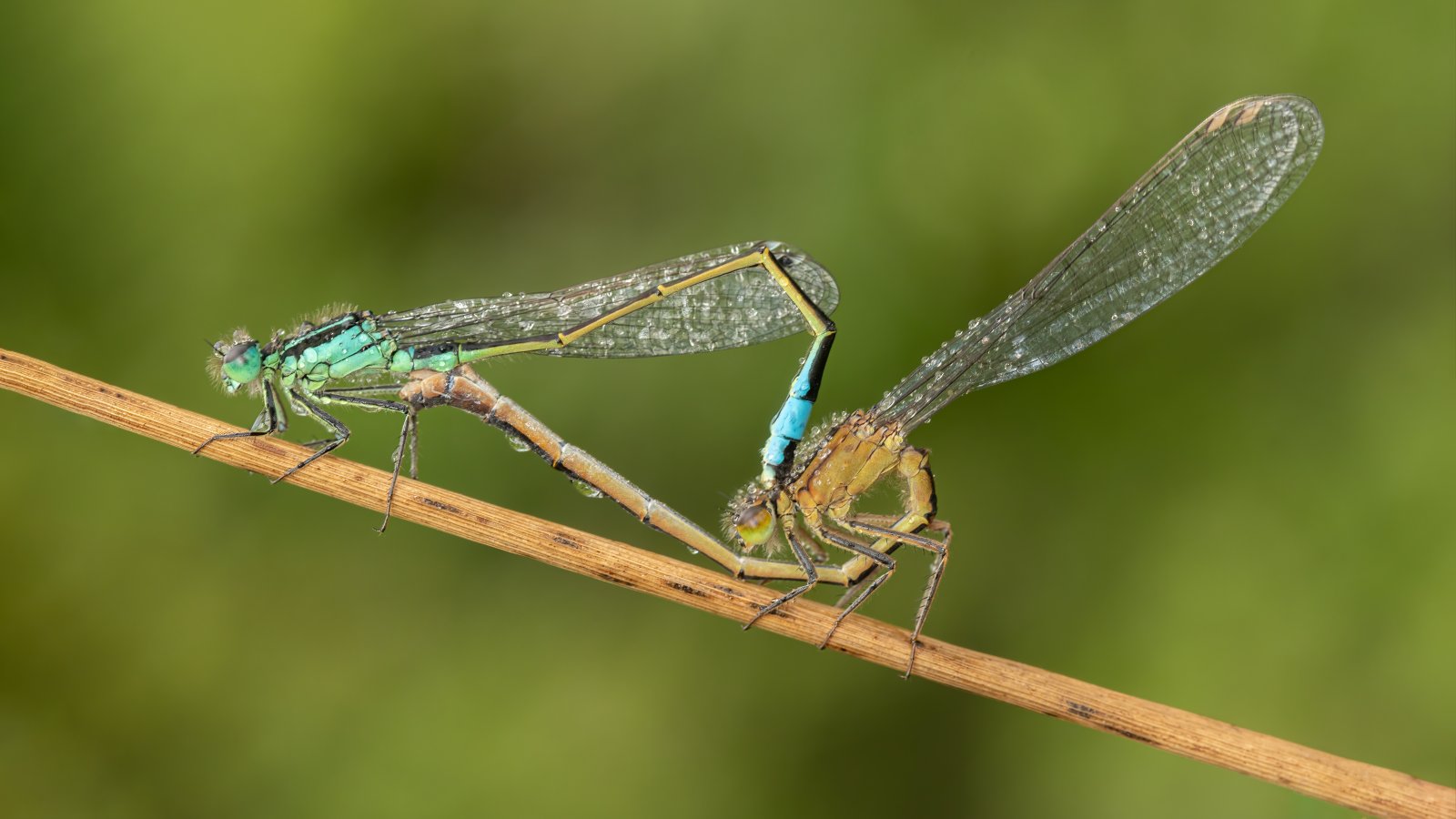 Macro & Insects