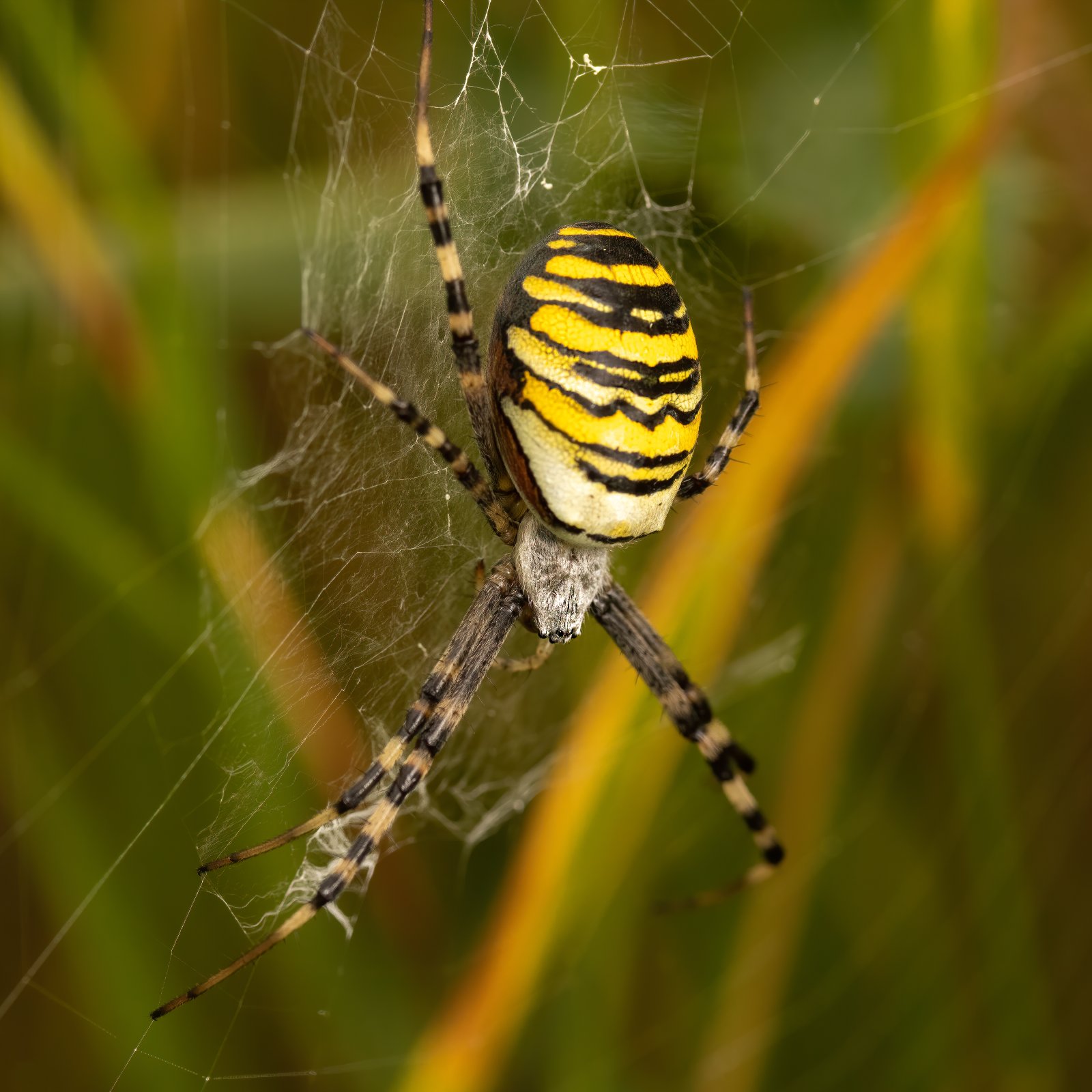 Macro & Insects