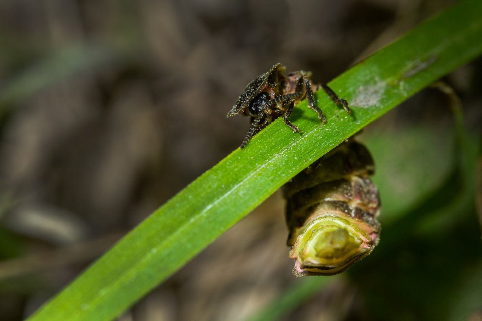 Macro & Insects