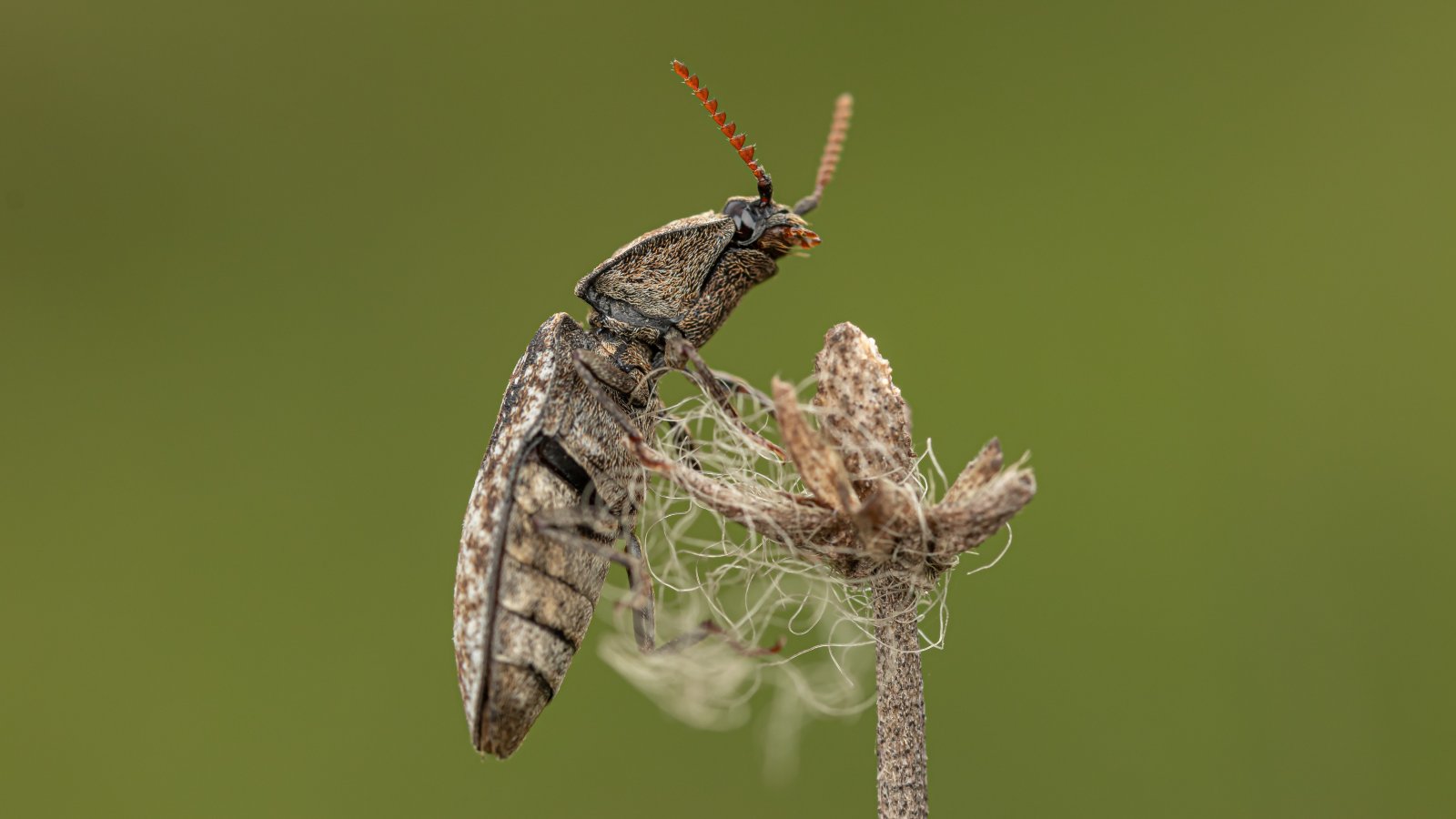 Macro & Insects