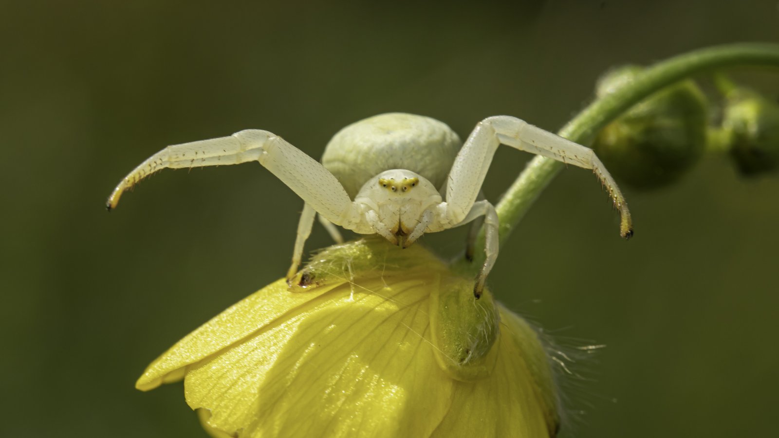 Macro & Insects