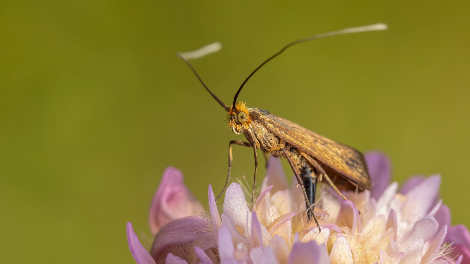 Macro & Insects