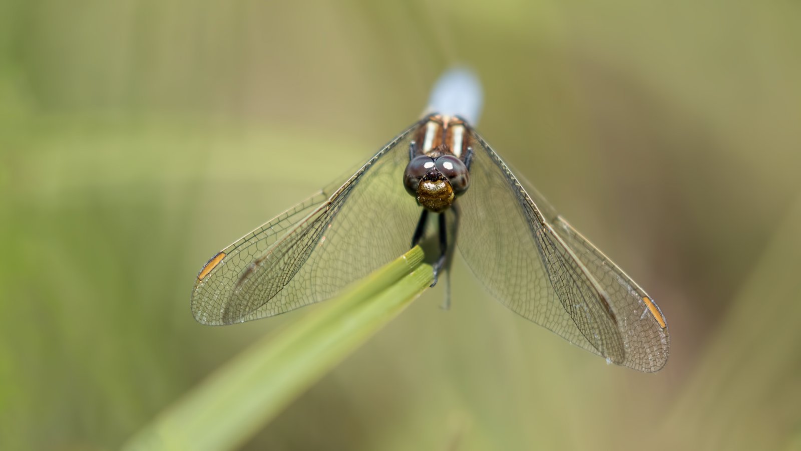 Macro & Insects