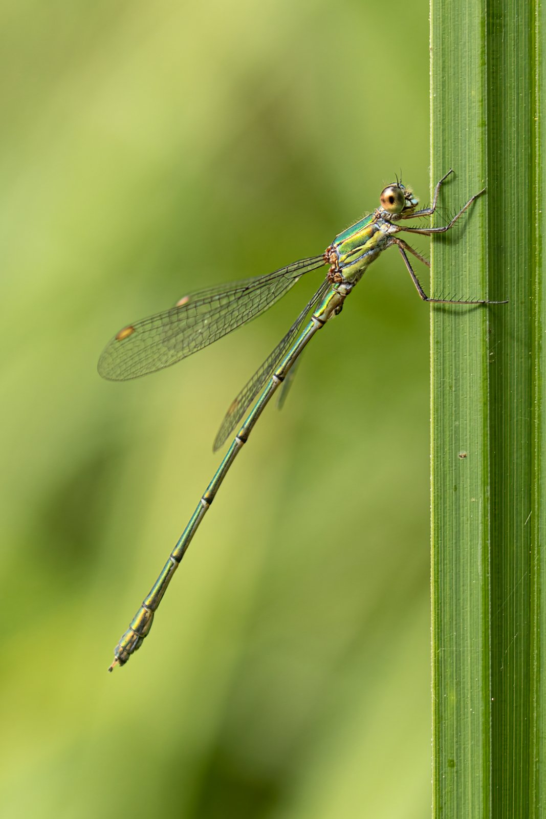 Macro & Insects