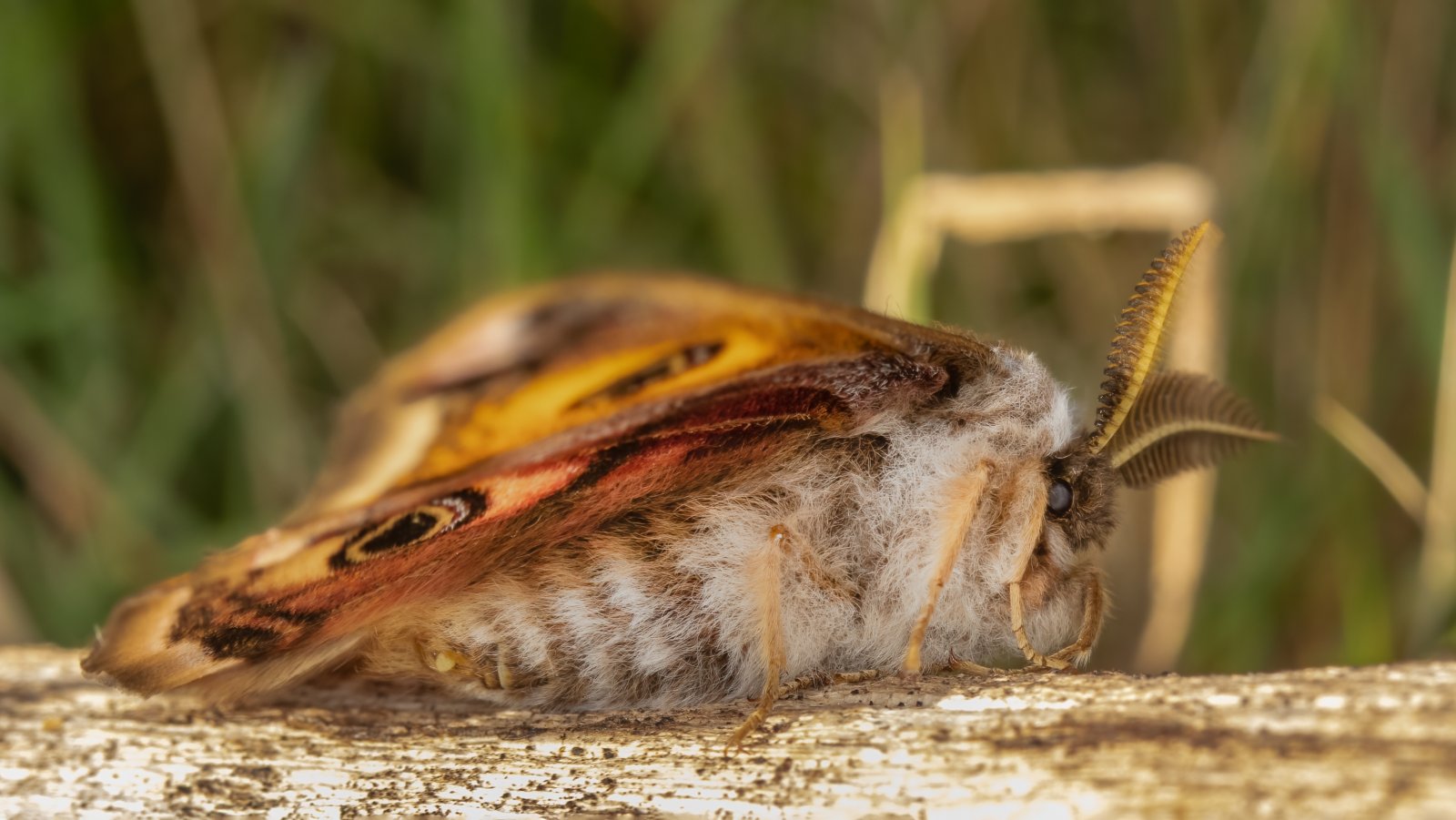 Macro & Insects