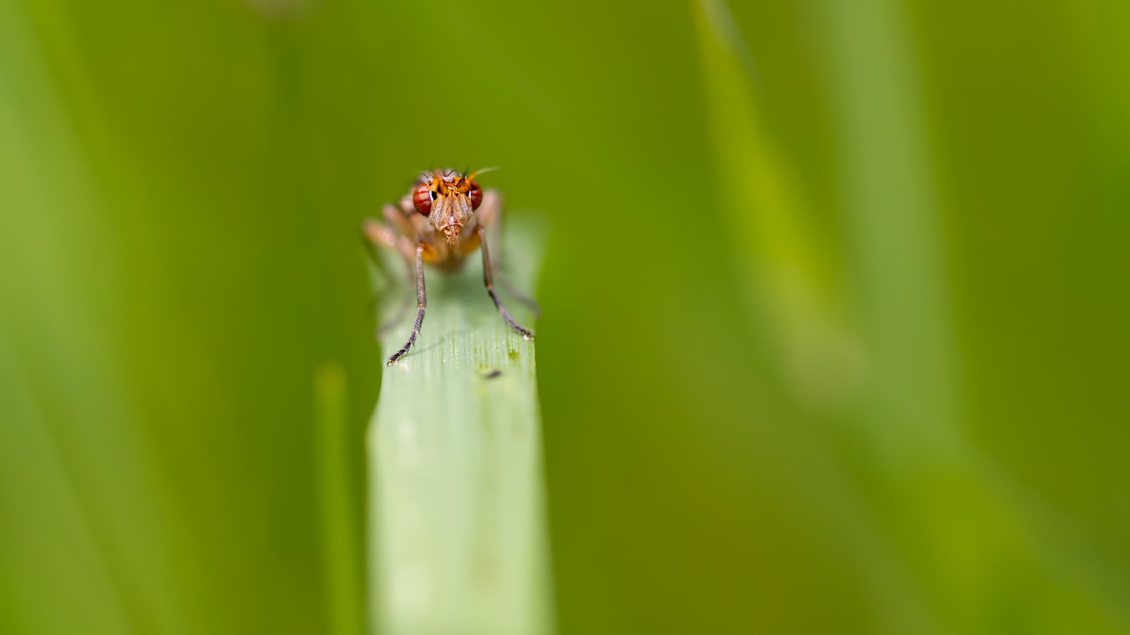 Macro & Insects