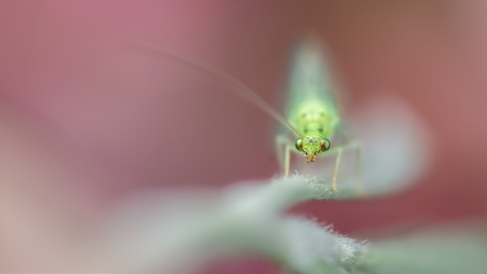 Macro & Insects